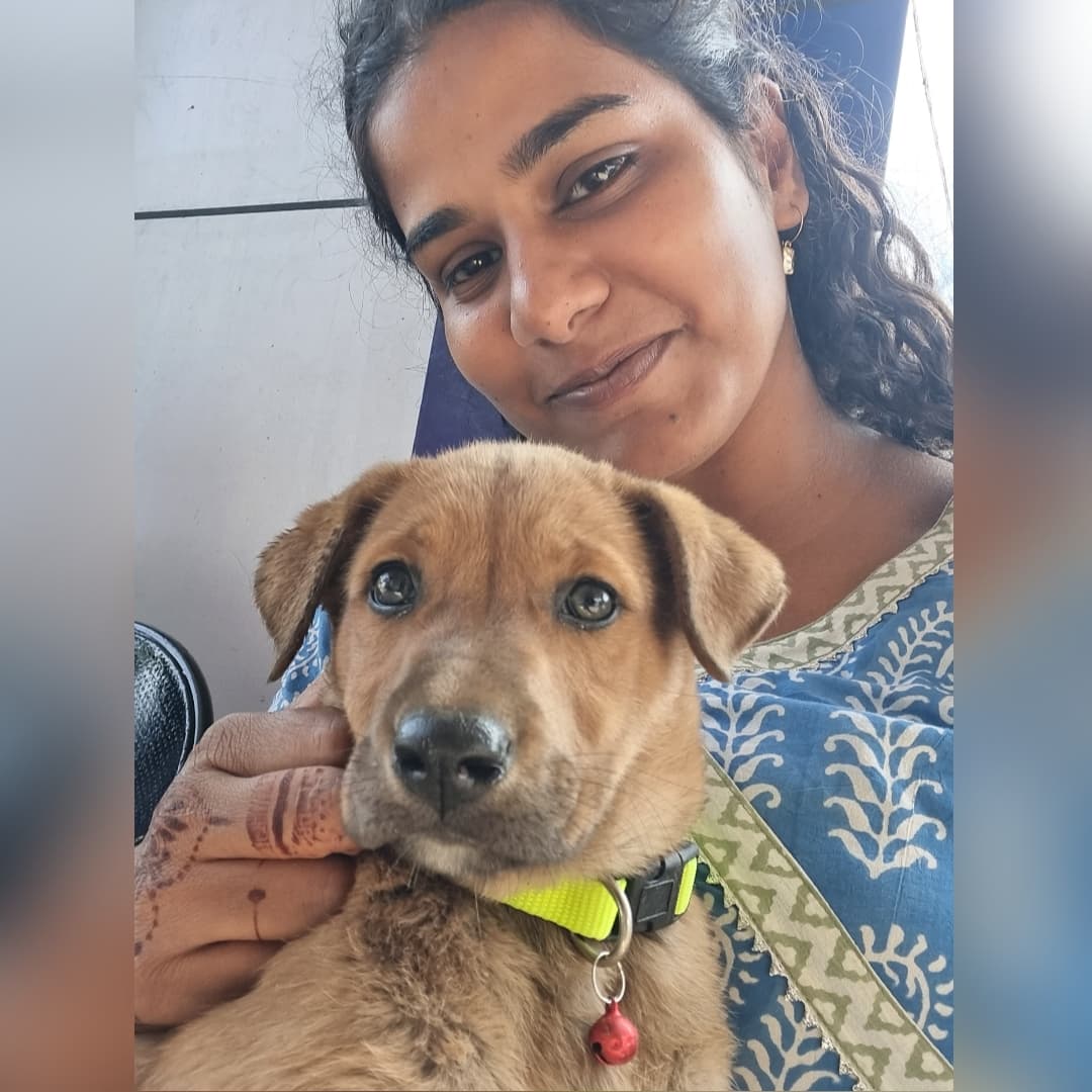 Rescued dog receiving care