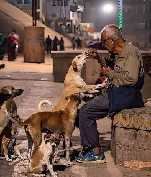 Animal care