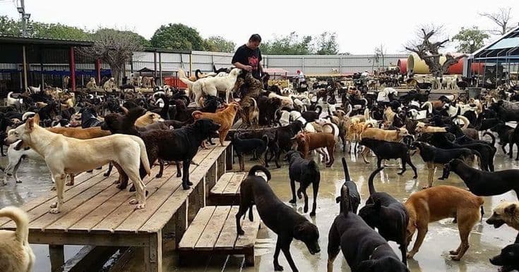 Animal welfare population care effort